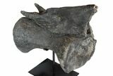 Dinosaur (Camarasaurus) Caudal Vertebra - Metal Stand #77928-2